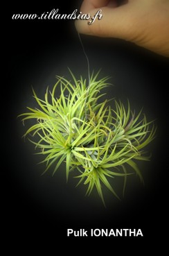 Pulk-IONANTHA.jpg