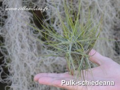 Pulk-SCHIEDEANA.jpg