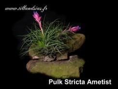 Pulk-Stricta-Ametist.jpg