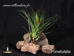 Punetulata.jpg