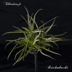 Reichenbachii_02_2015.jpg