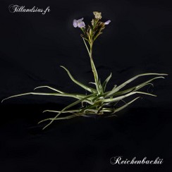 Reichenbachii_2015.jpg