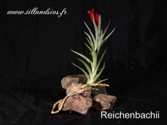 Reichenbachii.jpg