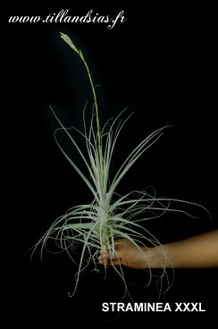 STRAMINEA XXXL_02.jpg