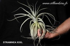 STRAMINEA XXXL.jpg