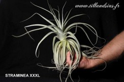 STRAMINEA-XXXL.jpg