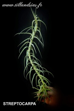 STREPTOCARPA.jpg