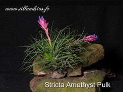 STRICTA AMETHYSTE_02.jpg