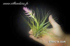 STRICTA DUR.jpg