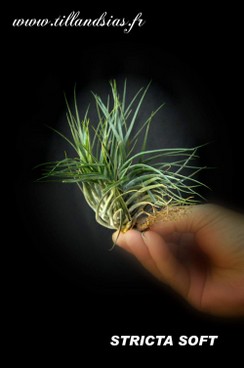 STRICTA SOFT.jpg