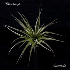 Secunda_2015.jpg