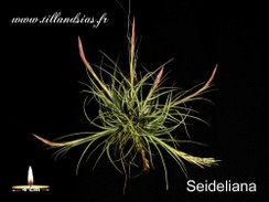 Seideliana.jpg