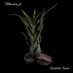 Sonoram Snow_2016.jpg