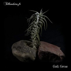 Stelliferae_2016.jpg