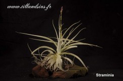 Straminia_03.jpg