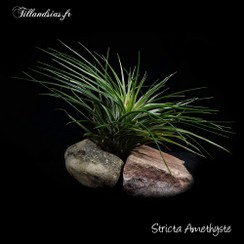 Stricta Amethyste_2016-.jpg