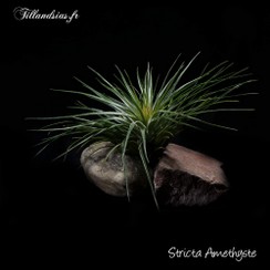 Stricta Amethyste_2016.jpg