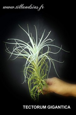 TECTORUM GIGANTICA.jpg