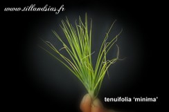 TENUIFOLIA MINIMA.jpg