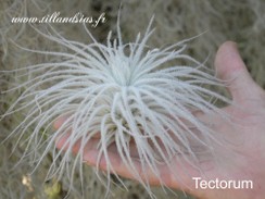 Tectorum-02.jpg