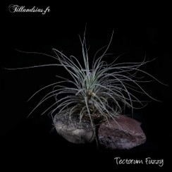 Tectorum Fuzzy_2016.jpg