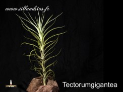 Tectorum-gigantea.jpg