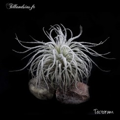 Tectorum_2016.jpg