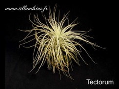 Tectorum.jpg