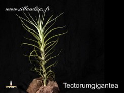 Tectorumgigantea.jpg