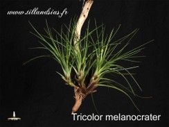 Tricolor melanocrater.jpg