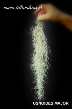USNOIDES MAJOR.jpg