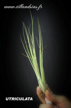 UTRICULATA.jpg