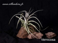 Vernicosa.jpg