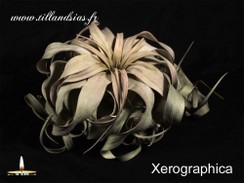 Xerographica.jpg