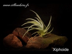 Xiphoide.jpg