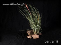 bartramii.jpg