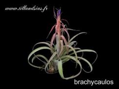 brachycaulos.jpg