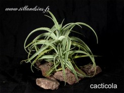 cacticola_03.jpg