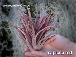 capitata-red.jpg