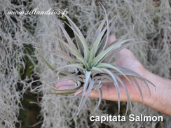 capitata-salmon.jpg