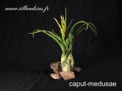 caput-medusae.jpg