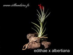 edithae x albertiana.jpg