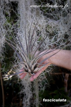 fasciculata.jpg