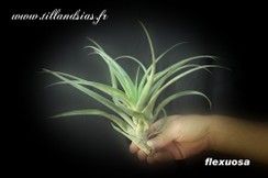 flexuosa_2.jpg