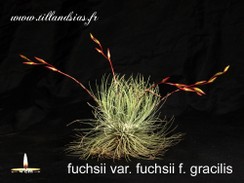 fuchsii var. fuchsii f. gracilis.jpg