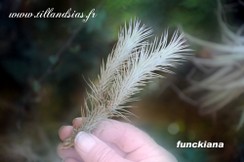 funckiana.jpg