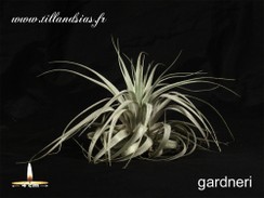 gardneri.jpg