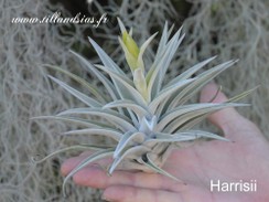 harrisii_02.jpg