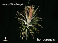 hondurensis.jpg
