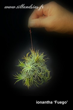 ionantha Fuego.jpg